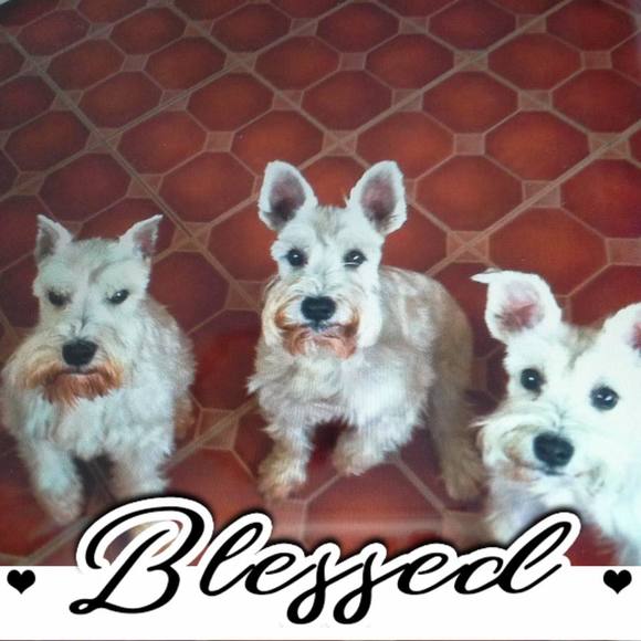 Meet your Posher, Ralph - Picture 1 of 1